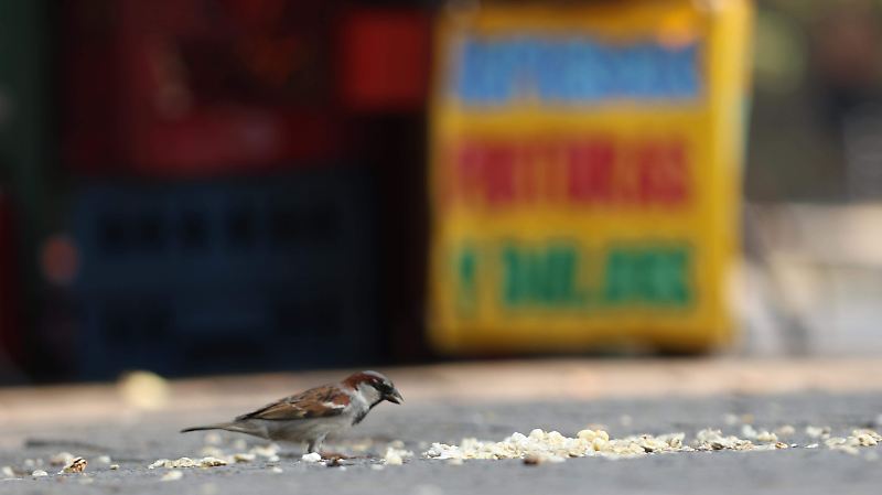 AVES
